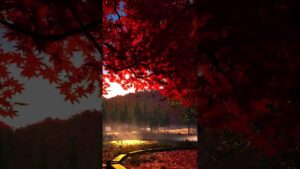 Ghost of Tsushima Ambience | Brown Noise ASMR Sleep/Work/Study | Red-leafed tree